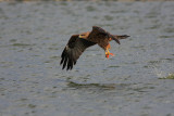 Black Kite