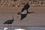 Stork