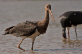 Stork