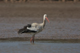 Stork