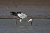 Stork