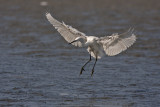 Little Egret