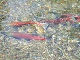 South Lake Tahoe-Taylor Creek-Kokanee salmon spawning 
