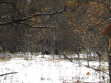 South Lake Tahoe-Taylor Creek-a young black bear back in the trees