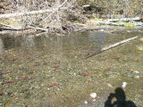 South Lake Tahoe-Taylor Creek-fish were still spawning but not as many