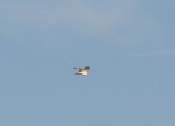 Ferruginous Hawk - 11-10-2012 - immature - kiting - Bogota WMA.
