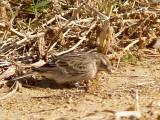 Chestnut-collared Longspur - 11-14-2012 - female - Ensley Bottoms - 