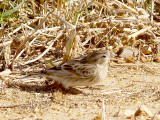 Chestnut-collared Longspur - 11-14-2012 - female - Ensley Bottoms - 