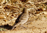 Chestnut-collared Longspur - 11-14-2012 - female - Ensley Bottoms - 