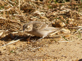 Female Chestnut-collared Longspur at Ensley Bottoms, Shelby Co. TN