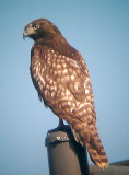 Red-tailed Hawk - 11-16-2012 - dark morph immature- Ensley Bottoms, TN - 