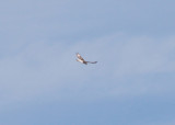 Ferruginous Hawk - 11-22-2012 - immature - Tunica Co. MS - 