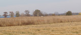 Ferruginous Hawk - 11-22-2012 - location on Buck Island Road.