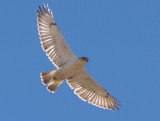 Ferruginous Hawk - 11-24-2012 - immature - Hwy 67 AR - 