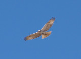 Red-tailed Hawk - 11-24-2012 - immature Kriders intergrade - 