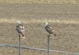 Red-tailed Hawk - 11-24-2012 - Kriders imm and adult - Highway 67 AR.