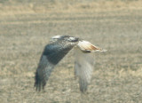 Red-tailed Hawk - 11-24-2012 - Kriders adult - Hwy 67 - AR -