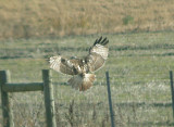 Red-tailed Hawk - 11-24-2012 - Kriders adult