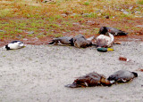 Waste of Ducks - 12-9-2012 - Obion Co. TN.