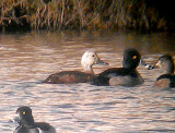 Ring-necked Duck - 12-11-2012 - adult female with white head - Coro Lake Shelby Co. TN.