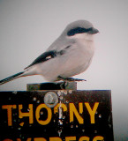 Loggerhead Shrike - 12-15-2012 - - faint chest barring - Thorny Cypress Refuge - Dyer Co. TN.