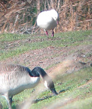 Rosss Goose - 12-18-2012 - Ensley Bottoms, TN - 