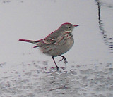 American Pipit - 12-26-2012 - Ensley - Frosty Toes