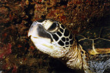 Honu 2.jpg