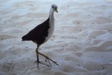 An Inquisitive Sandpiper 