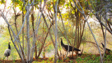 23 Peahens in the bushes after they have been fed.JPG