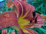 rain drops on lily