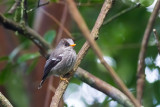 Humblots Flycatcher (Humblotia flavirostris)