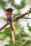 Madagascar Paradise Flycatcher (Terpsiphone mutata comoroensis)