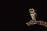 Western Barn Owl (Tyto alba hypermetra)