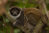 Mongoose Lemur (Eulemur mongoz)