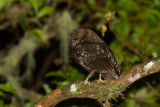 Anjouan Scops Owl (Otus capnodes)