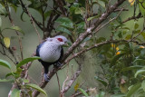 Comoro Blue Pigeon (Alectroenas s. sganzini)