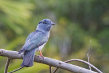 Cuckoo-Roller (Leptosomus discolor intermedius)