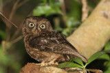 Mayotte Scops Owl (Otus mayottensis)