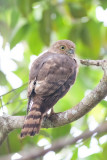 Frances's Sparrowhawk (Accipiter francesii brutus)