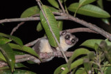 Fat-tailed Dwarf Lemur (Cheirogaleus medius)
