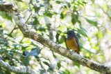 Forest Rock Thrush (Monticola sharpei sharpei)
