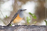 Littoral Rock Thrush (Monticola imerina)