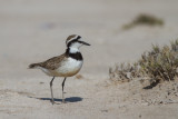 Madagascar Plover (Charadrius thoracicus)