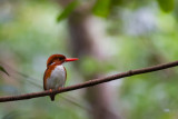 Madagascar Pygmy Kingfisher (Corythornis m. madagascariensis)