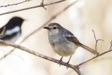 Pelzens Magpie-Robin (Copsychus pica)