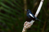 Madagascar Magpie-Robin (Copsychus a. albospecularis)