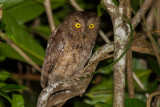 Rainforest Scops Owl (Otus rutilus)