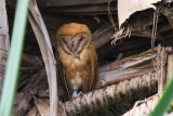 Madagascar Red Owl (Tyto soumagnei)
