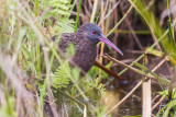 Madagascar Rail (Rallus madagascariensis)